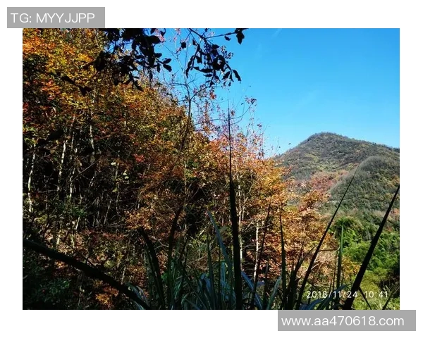 太阳本赛季表现起伏不定的背后原因分析与未来走势预测 太阳本赛季表现起伏不定的背后原因分析与未来走势预测